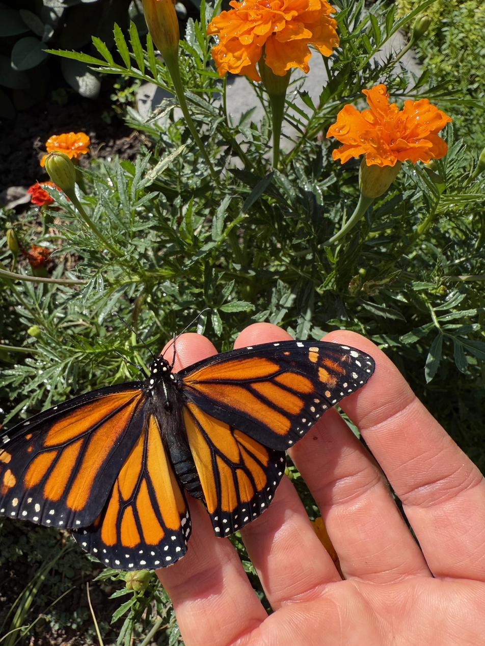 A monarch butterfly resting on a marigold in bloom