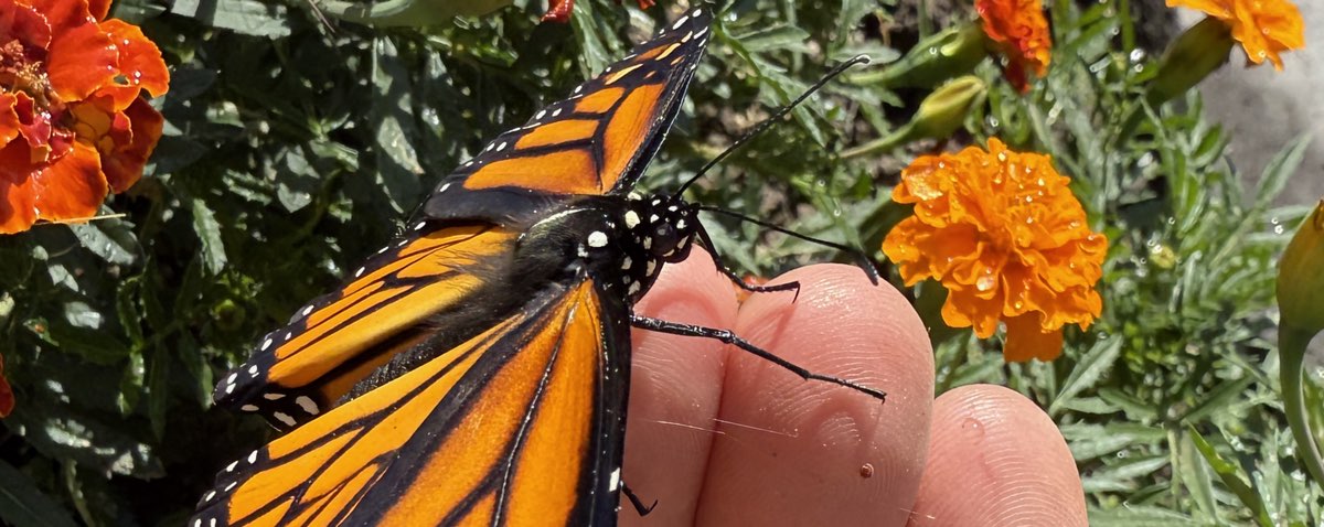 A monarch butterfly resting on a marigold in bloom